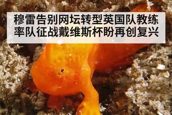 穆雷告别网坛转型英国队教练 率队征战戴维斯杯盼再创复兴